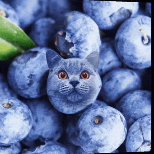 Cat's Face With Blueberries and Green Leaf