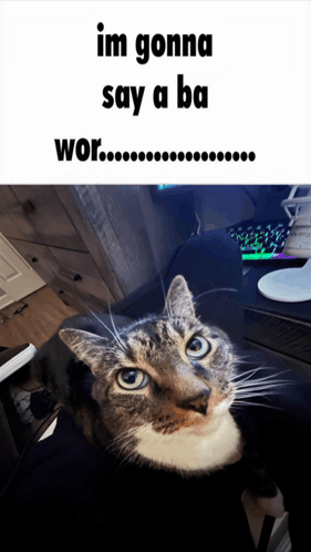 Cat Saying Ba Wor