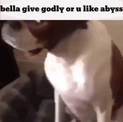 Cat Saying Bella Give Godly or U Like Abyss