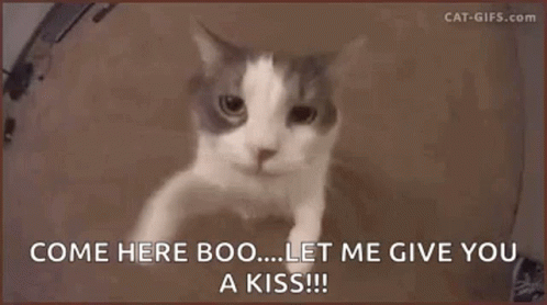 Cat Saying Come Here Boo... Let Me Give You A Kiss!! GIF
