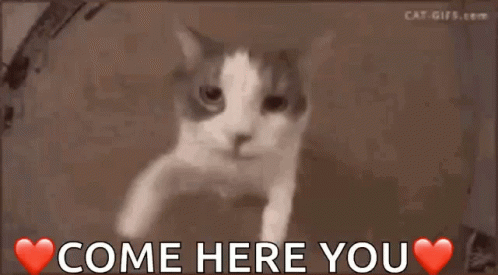 Cat Saying Come Here You