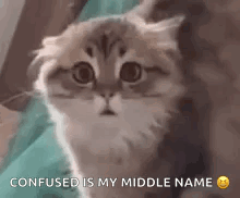 Cat Saying Confused Is My Middle Name