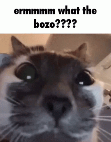 Cat Saying Ermmmm What The Bozo