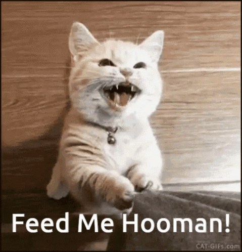 Cat Saying Feed Me Hooman