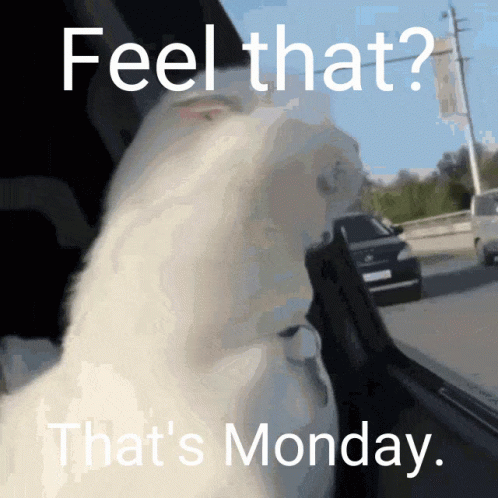 Cat Saying Feel That That's Monday