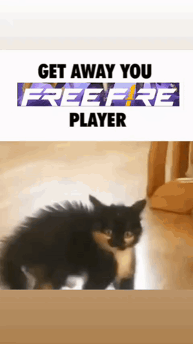 Cat Saying Get Away You Freefire Player GIF