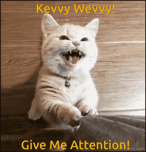 Cat Saying Give Me Attention