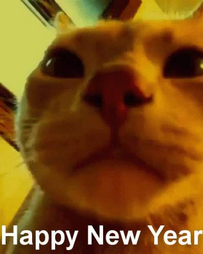 Cat Saying Happy New Year GIF