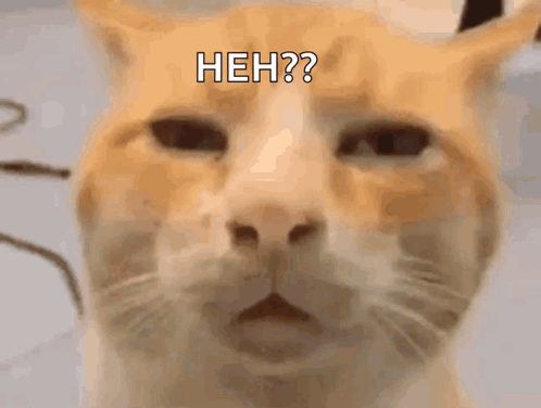 Cat Saying Heh GIF