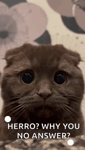 Cat Saying Herro Why You No Answer