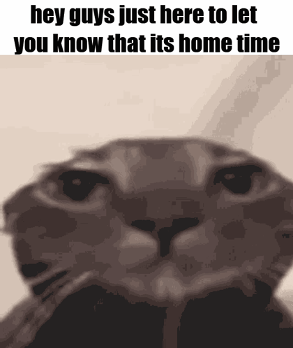 Cat Saying Hey Guys Its Home Time