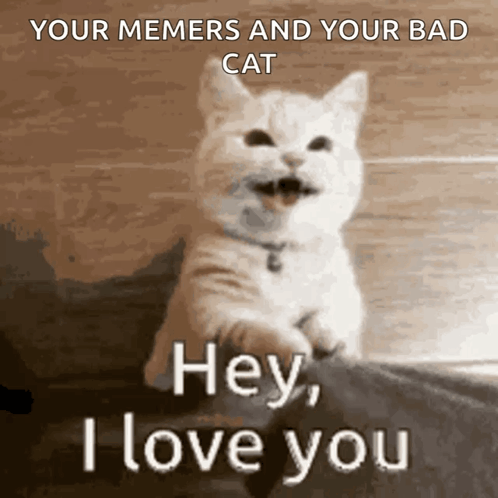 Cat Saying Hey I Love You GIF