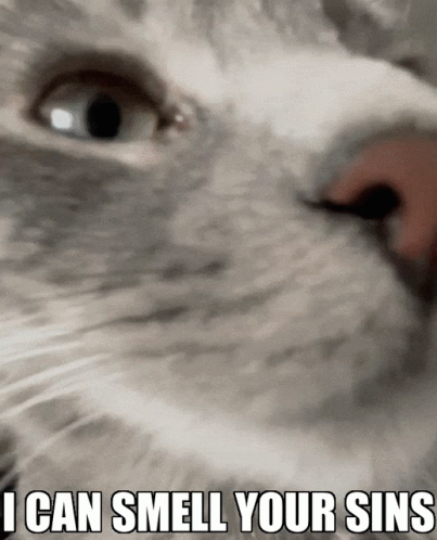 Cat Saying I Can Smell Your Sins GIF