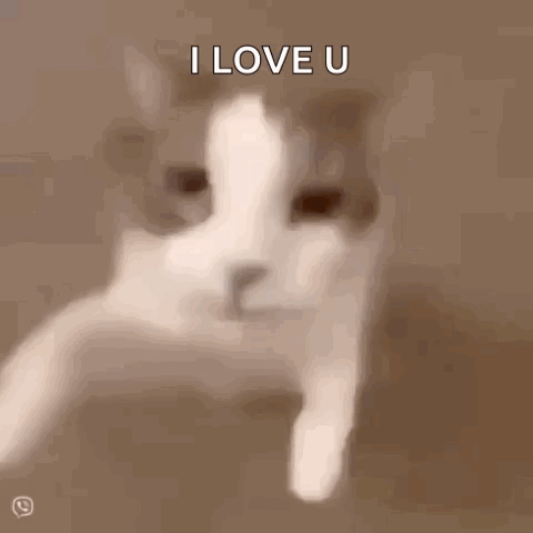 Cat Saying I Love U