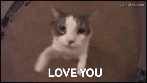 Cat Saying I Love You GIF