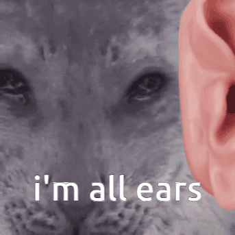 Cat Saying I'm All Ears GIF