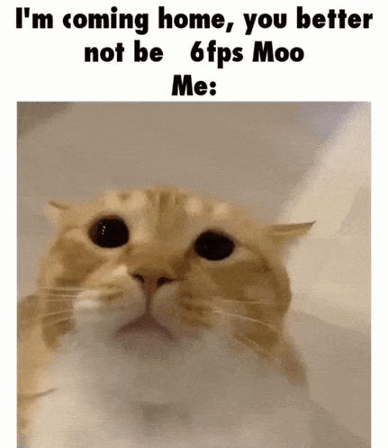 Cat Saying Im Coming Home