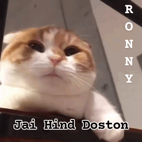 Cat Saying Jai Hind Doston