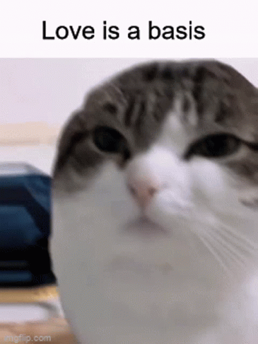 Cat Saying Love Is a Basis