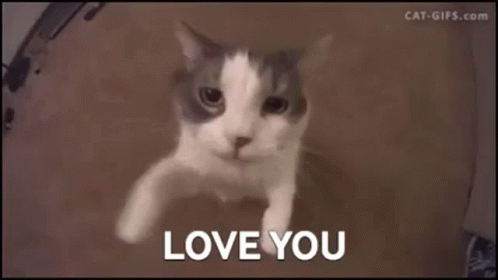 Cat Saying Love You