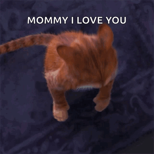Cat Saying Mommy I Love You Meow