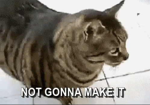 Cat Saying Not Gonna Make It