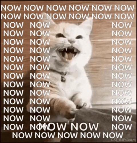 Cat Saying Now