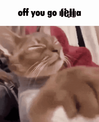 Cat Saying Off You Go Fella GIF