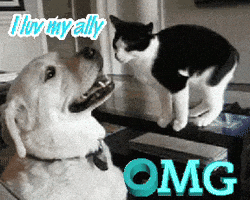Cat Saying Omg Next to Dog