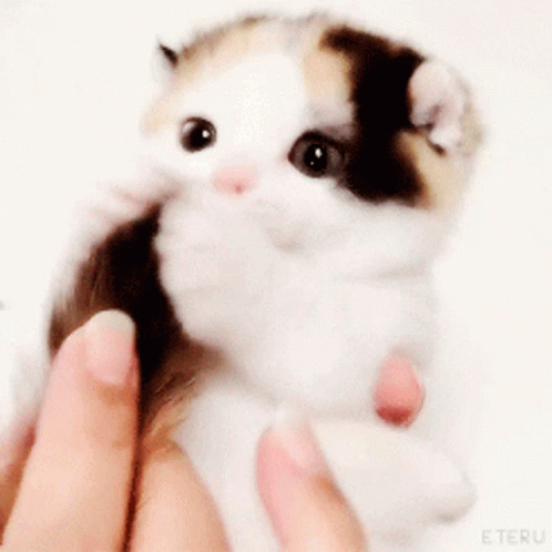 Cat Saying People Look at Me and Say Aww the Sprunkly