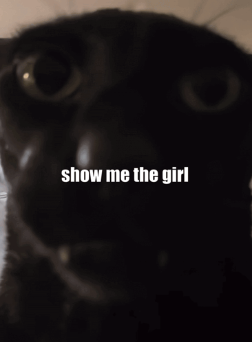 Cat Saying Show Me the Girl