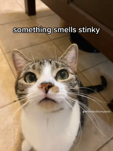 Cat Saying Something Smells Stinky GIF
