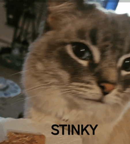 Cat Saying Stinky
