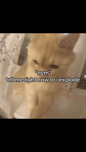 Cat Saying Tell Me Right Now Or I Explode GIF