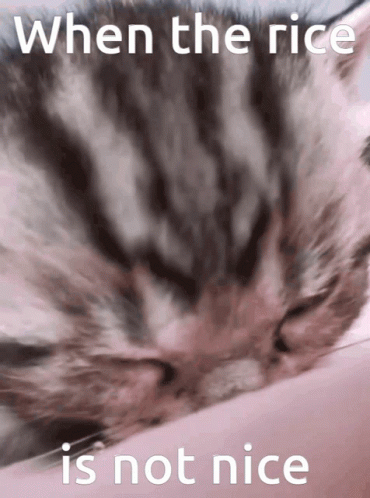 Cat Saying When the Rice Is Not Nice