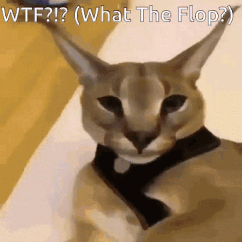 Cat Saying WTF What the Flop