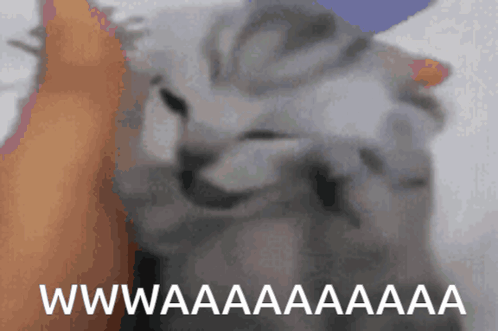 Cat Saying Wwwaaaaaaa GIF