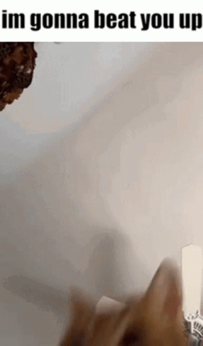 Cat Says I'm Gonna Beat You Up GIF
