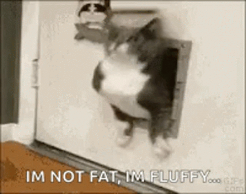 Cat Says Im Not Fat Im Fluffy GIF