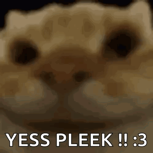 Cat Says Yess Pleek GIF