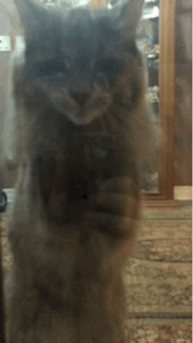 Cat Scratching The Glass GIF