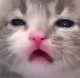 Cat Screaming For More Sleep GIF