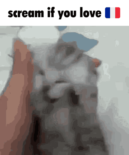 Cat Screaming If You Love Me Do It GIF