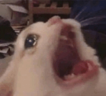 Cat Screaming In Tears GIF