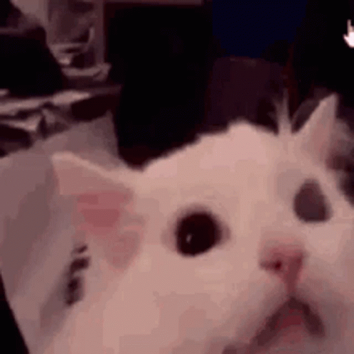 Cat Screaming The Loudest GIF