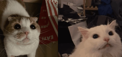 Cat Screaming Twin Screen GIF