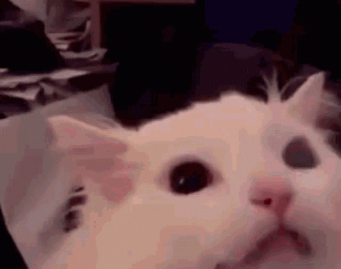 Cat Screaming Very Powerful GIF