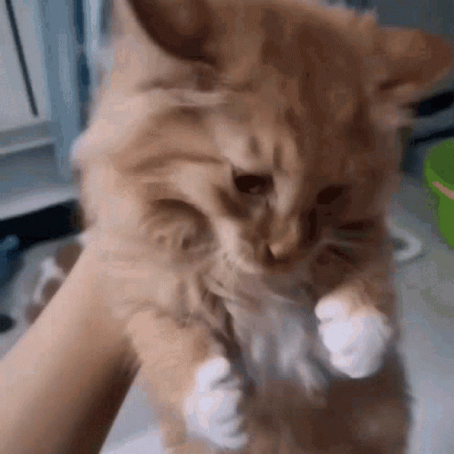 Cat Screaming Wants To Go Outside GIF