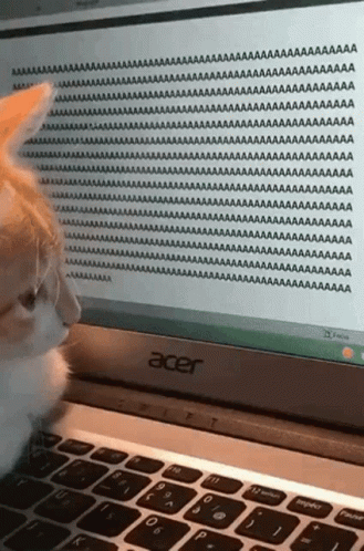 Cat Screen Focus Typing Meme GIF