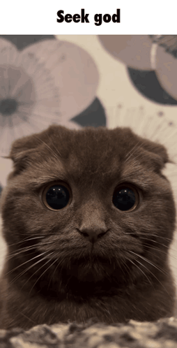 Cat Seek God